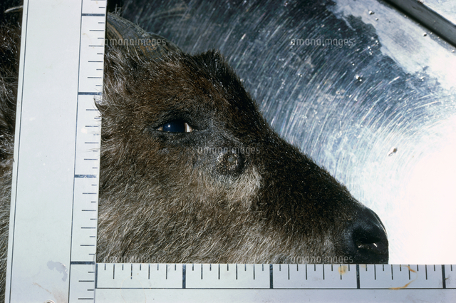 ニホンカモシカの眼下腺 の写真素材 イラスト素材 アマナイメージズ