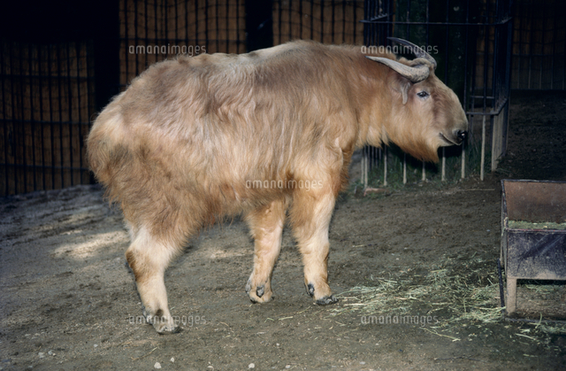 ゴールデンターキンのオス の写真素材 イラスト素材 アマナイメージズ
