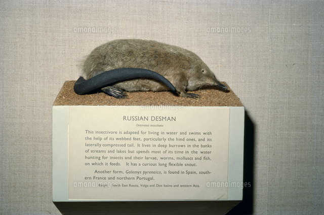 ロシアデスマンの剥製 の写真素材 イラスト素材 アマナイメージズ