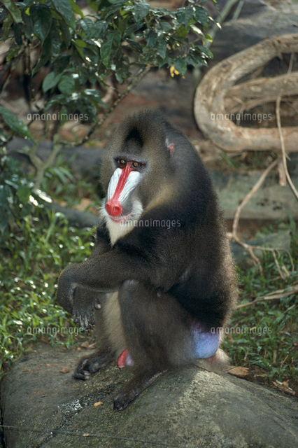 マンドリルのオス の写真素材 イラスト素材 アマナイメージズ