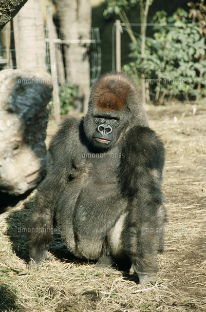 ゴリラ オス[32113001682]の写真・イラスト素材｜アマナイメージズ