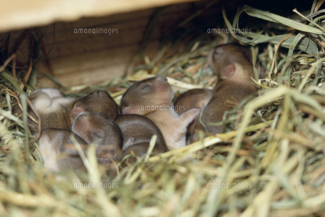 アフガンナキウサギ 1985年7月8日生まれ 生後4日目 の写真素材 イラスト素材 アマナイメージズ
