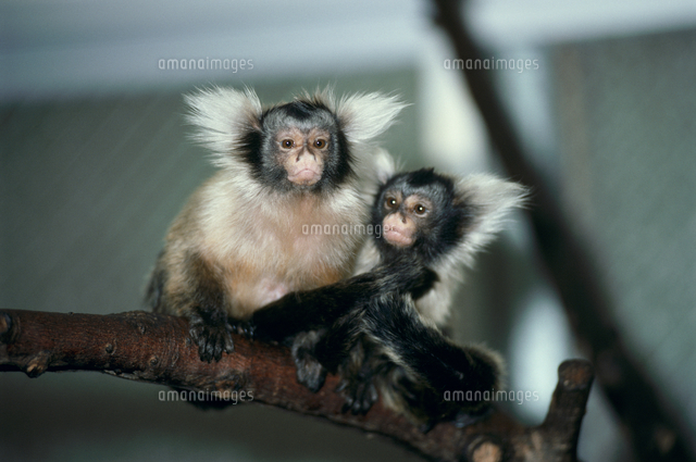サンタレムマーモセット の写真素材 イラスト素材 アマナイメージズ