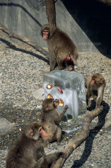 サル（同封NG）　画像ご確認下さい ニホンザルのオス 北限のサル[32113001855]の写真・イラスト素材