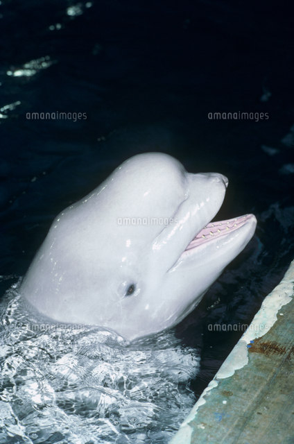 シロイルカの顔 の写真素材 イラスト素材 アマナイメージズ