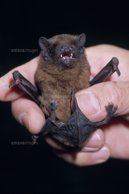 ヤマコウモリのメス の写真素材 イラスト素材 アマナイメージズ