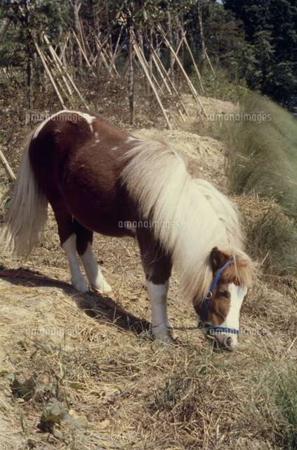 ウマ ポニー の写真素材 イラスト素材 アマナイメージズ