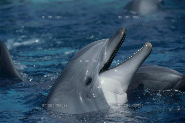 ハンドウイルカの顔 の写真素材 イラスト素材 アマナイメージズ