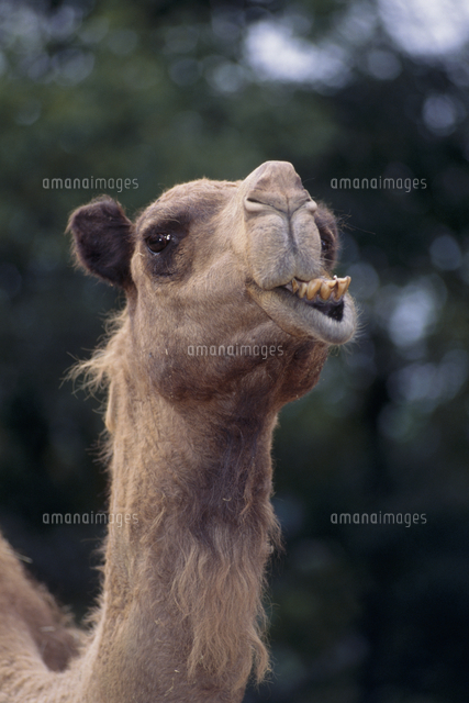 ヒトコブラクダの顔 の写真素材 イラスト素材 アマナイメージズ