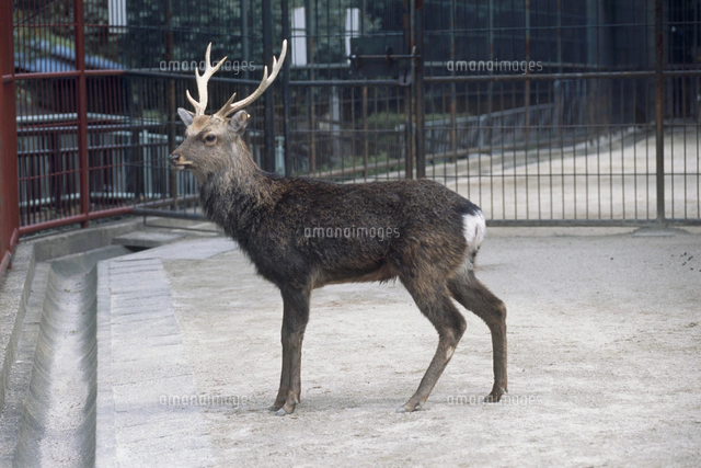 ツシマジカ：夏毛[32113002337]の写真・イラスト素材｜アマナイメージズ