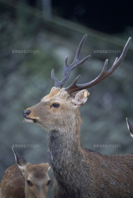 天然日本鹿 夏毛 頭部付き 大きめ 天然日本鹿 夏毛 頭部