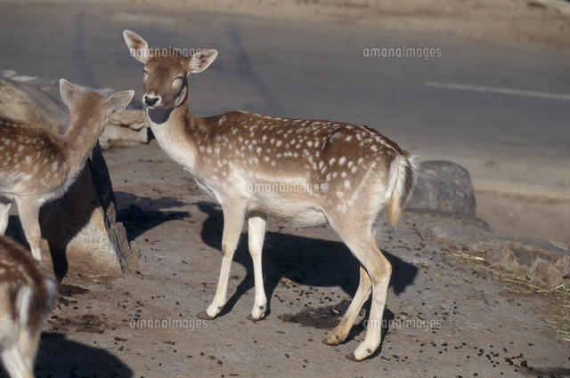 ダマシカのメス[32113002189]の写真・イラスト素材｜アマナイメージズ