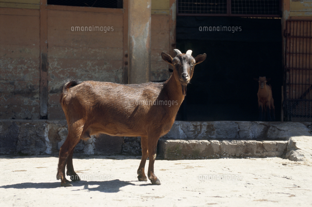 ロビンソンクルーソーのヤギのメス の写真素材 イラスト素材 アマナイメージズ