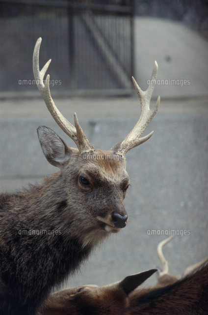 ツシマジカ：夏毛[32113002337]の写真・イラスト素材｜アマナイメージズ