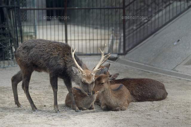 ツシマジカ：夏毛[32113002337]の写真・イラスト素材｜アマナイメージズ