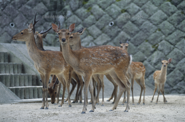 天然日本鹿 夏毛 頭部付き 大きめ 天然日本鹿 夏毛 頭部
