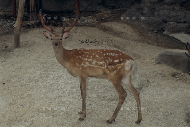 エゾシカのオス：袋角 夏毛[32113002365]の写真・イラスト素材｜アマナ