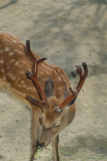 エゾシカオスの袋角アップ[32113002369]の写真・イラスト素材｜アマナ