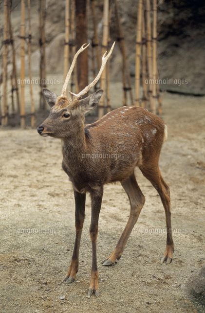 エゾシカのオス 生後16ヶ月目 の写真素材 イラスト素材 アマナイメージズ