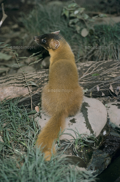 ホンドテン スステン のオス の写真素材 イラスト素材 アマナイメージズ