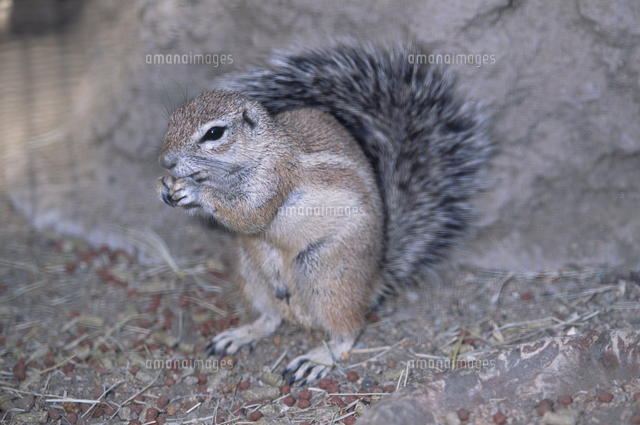 ケープアラゲジリス[32113002427]の写真・イラスト素材｜アマナイメージズ