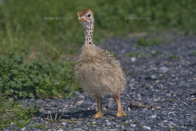 ダチョウの雛の剥製 ☆土日限定(5月〜9月まで)☆﻿ ダチョウの雛がまきばに遊びにやって来て