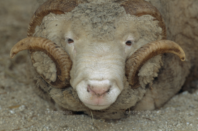 ヒツジ ブルーラー ドーセット の顔 の写真素材 イラスト素材 アマナイメージズ