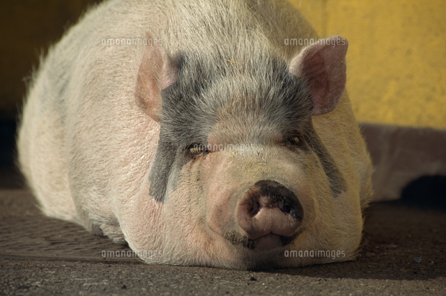 ブタの顔 の写真素材 イラスト素材 アマナイメージズ