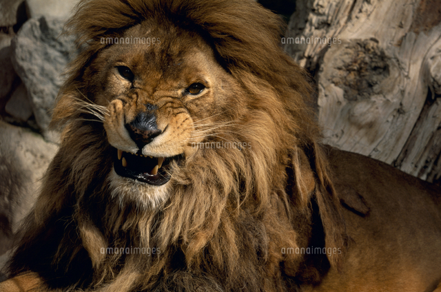 ライオンのオスの顔 の写真素材 イラスト素材 アマナイメージズ