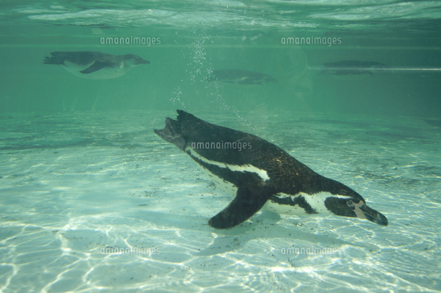 フンボルトペンギン 泳ぐ の写真素材 イラスト素材 アマナイメージズ