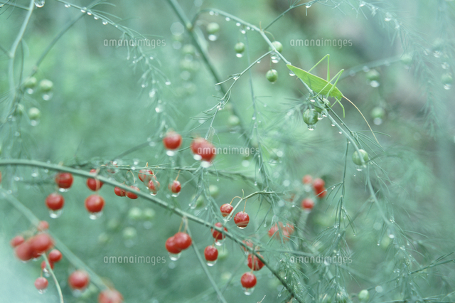 ツユムシとアスパラガス実 雨の中 の写真素材 イラスト素材 アマナイメージズ
