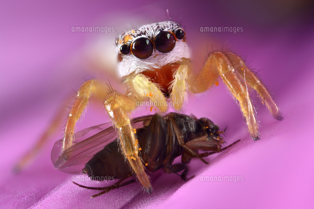 食事直後のハエトリグモ の写真素材 イラスト素材 アマナイメージズ