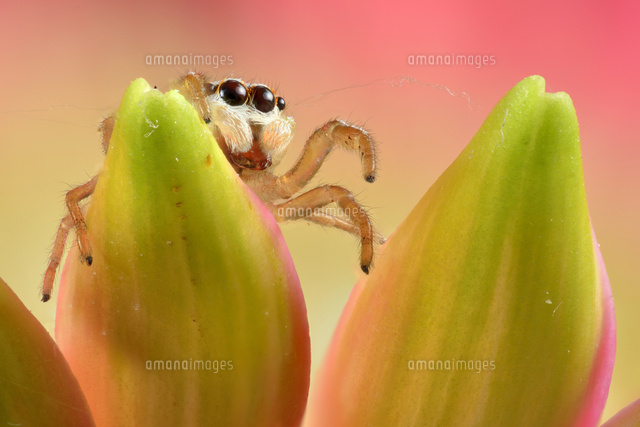 花の上のハエトリグモ の写真素材 イラスト素材 アマナイメージズ