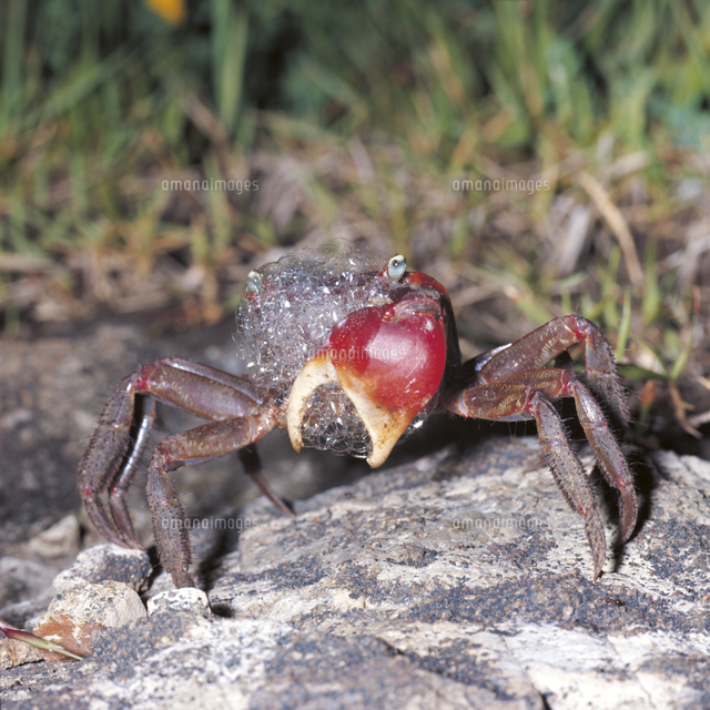 泡をふくアカテガニ の写真素材 イラスト素材 アマナイメージズ