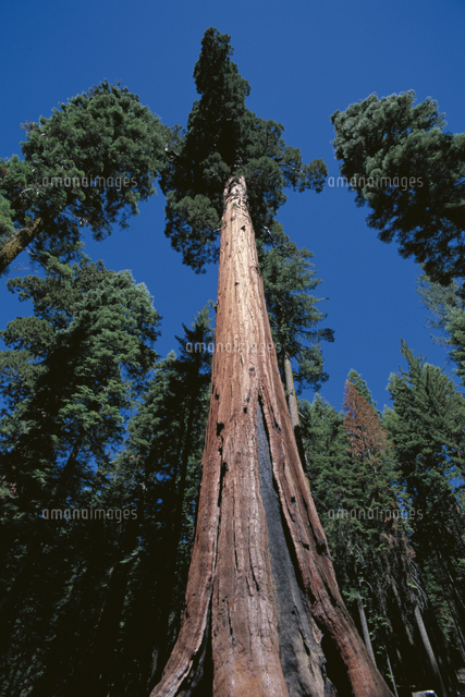 そびえ立つセコイアオスギ ジャイアントセコイア の巨木 の写真素材 イラスト素材 アマナイメージズ