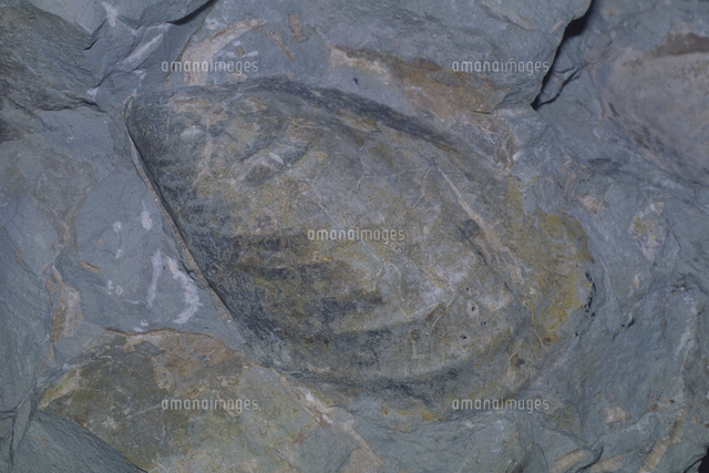 国産化石 イノセラムス 251012－2 国産化石 イノセラムス