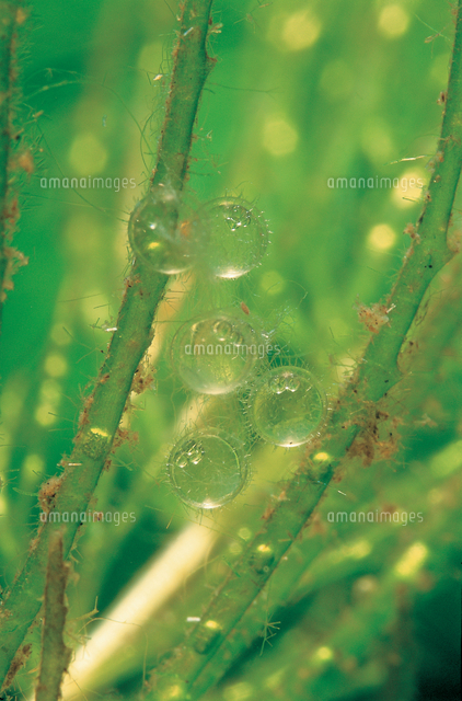 メダカの卵 の写真素材 イラスト素材 アマナイメージズ