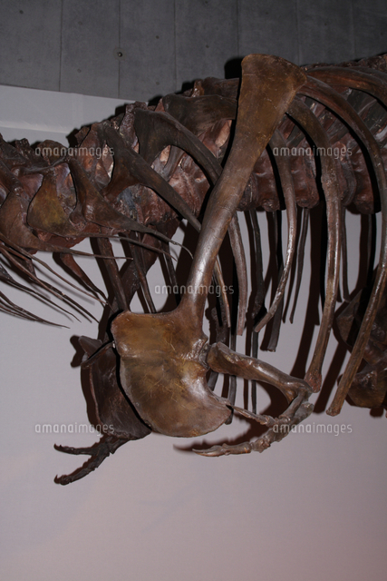 ティラノサウルス スー の肋骨 白亜紀後期 32118000454 の写真素材 イラスト素材 アマナイメージズ