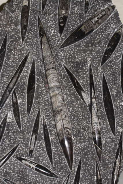 直角石（オルソセラス）[32118000461]の写真・イラスト素材｜アマナ