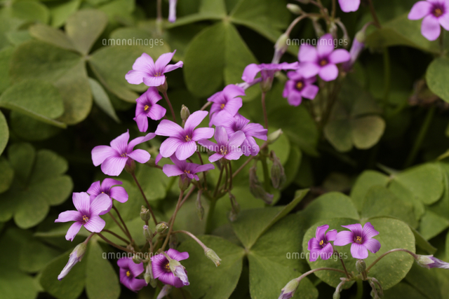 フヨウカタバミ アオイカタバミ オキザリス プルプレア の写真素材 イラスト素材 アマナイメージズ