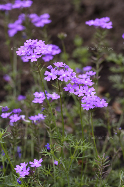 宿根バーベナ の写真素材 イラスト素材 アマナイメージズ