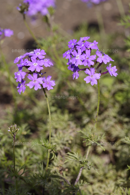 宿根バーベナ の写真素材 イラスト素材 アマナイメージズ