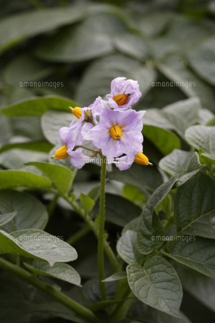 ジャガイモの花 の写真素材 イラスト素材 アマナイメージズ