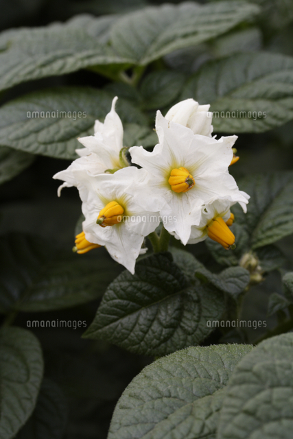 ジャガイモの花 の写真素材 イラスト素材 アマナイメージズ