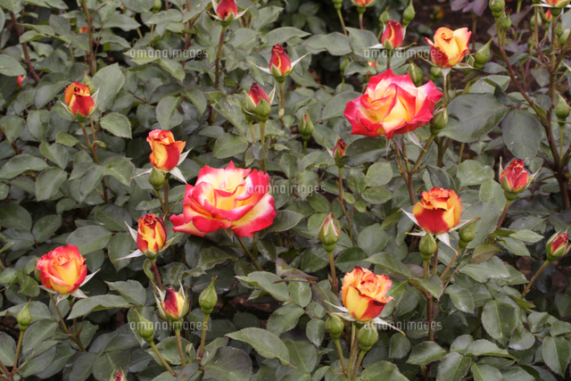 バラ チャールストン の写真素材 イラスト素材 アマナイメージズ