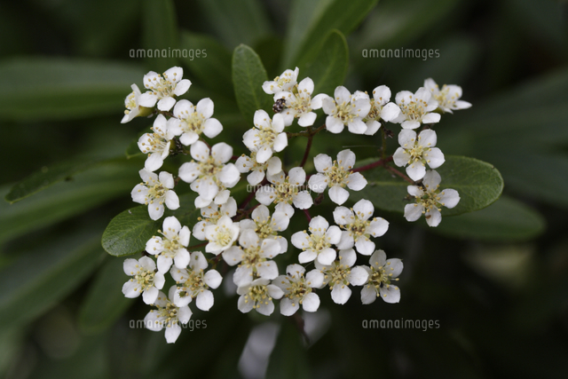 ピラカンサ トキワサンザシ の花 の写真素材 イラスト素材 アマナイメージズ