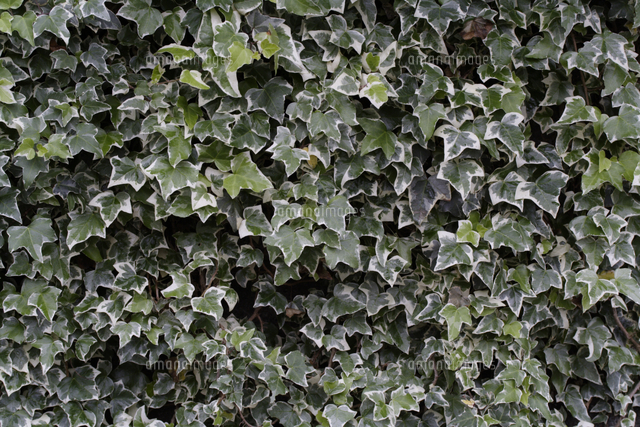 セイヨウキヅタ フイリファッツヘデラ の写真素材 イラスト素材 アマナイメージズ