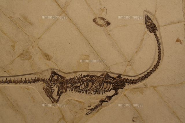 ヒファロサウルス（全長約60cm） 水性爬虫類（淡水域）[32118002454