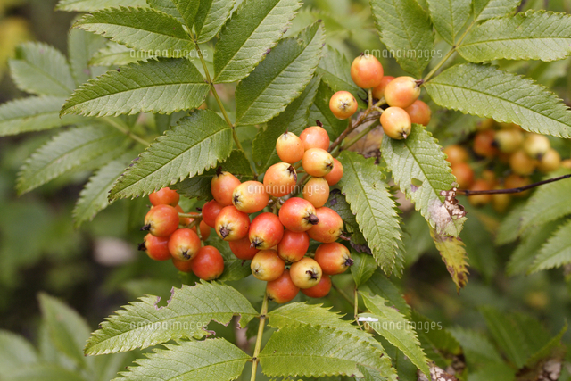 ミヤマナナカマドの実 の写真素材 イラスト素材 アマナイメージズ