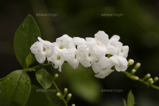 デュランタ レペンス アルバ タイワンレンギョウ の写真素材 イラスト素材 アマナイメージズ